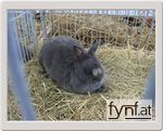 Bild Nr. 144068