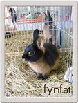 Bild Nr. 144069
