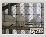 Bild Nr. 144070