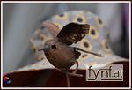 Bild Nr. 485234