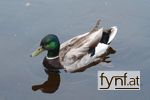 Bild Nr. 85112