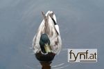 Bild Nr. 85113