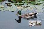 Bild Nr. 85114