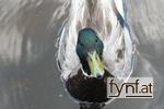 Bild Nr. 85116