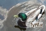 Bild Nr. 85117