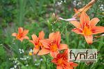 Bild Nr. 86120